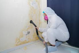 Trusted Larkspur, CA Mold Removal Experts